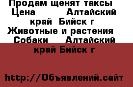 Продам щенят таксы › Цена ­ 500 - Алтайский край, Бийск г. Животные и растения » Собаки   . Алтайский край,Бийск г.